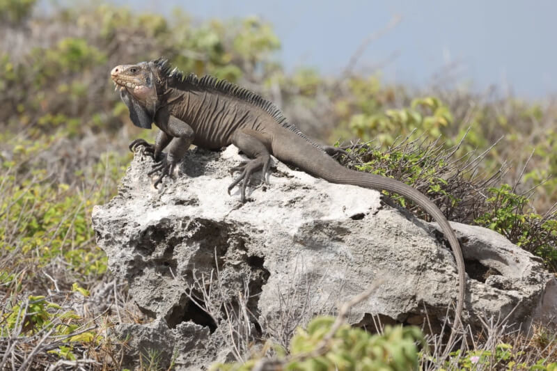 Iguana de las Antillas Menores