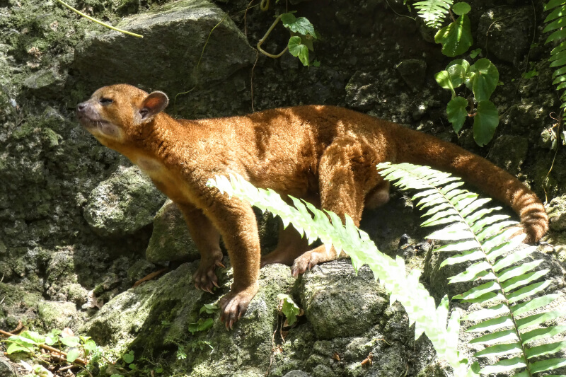 Kinkajou