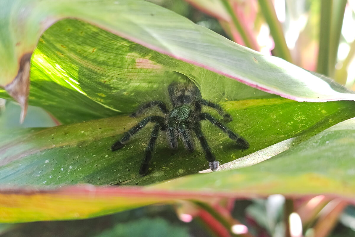 Journée mondiale des espèces menacées : au Zoo de Martinique, la biodiversité se découvre aussi dans les jardins