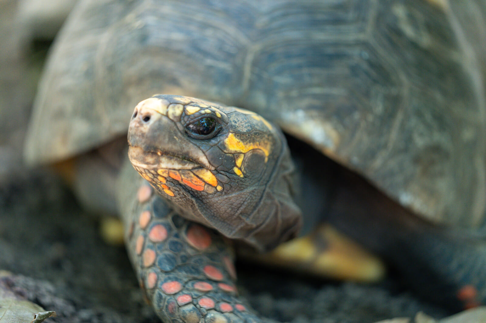 Journée mondiale des Tortues : Protéger les tortues des Antilles