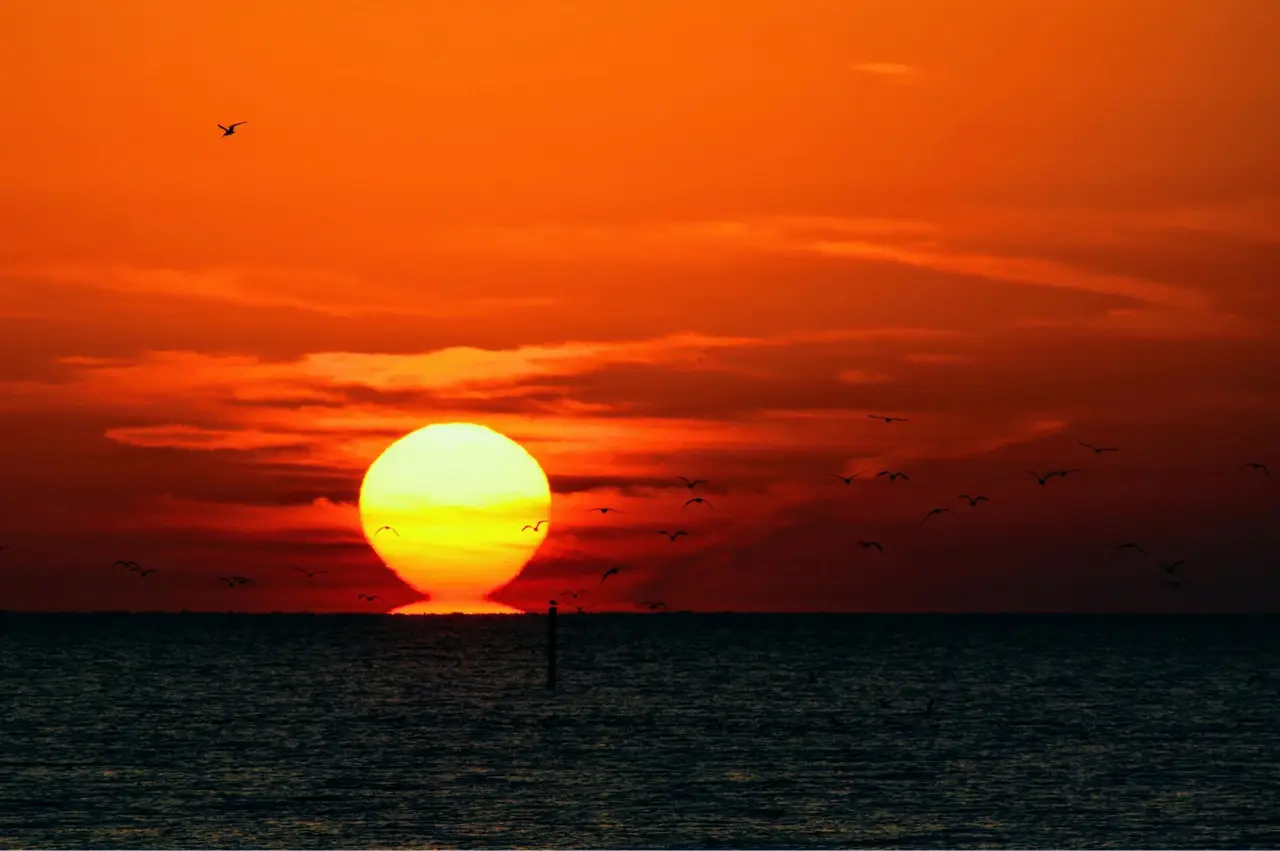 Large bright sun setting over the ocean with birds flying across an orange sky.