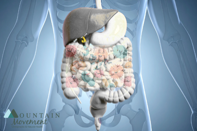 An image of a human body showing the digestive tract and happy bacteria within the intestinal tract