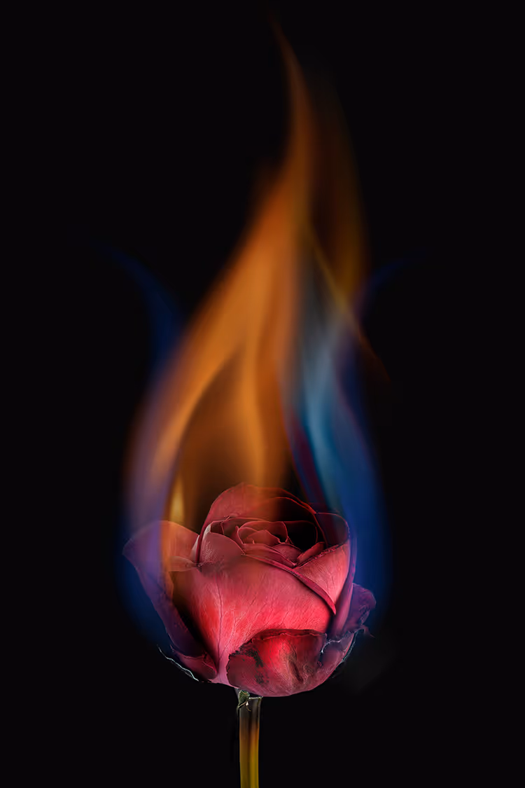 A red rose engulfed in blue and orange flames against a black background.