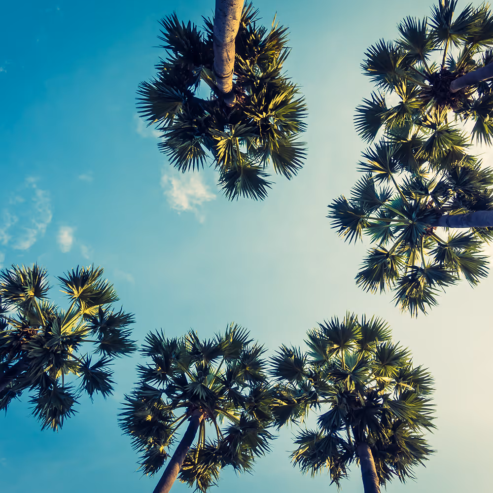 View looking up at tall palm trees against a blue sky with some light clouds.