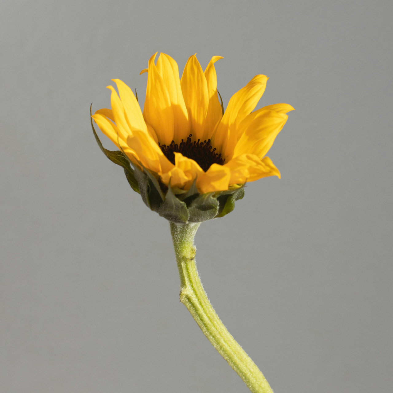 Image - Craflow Webflow Template