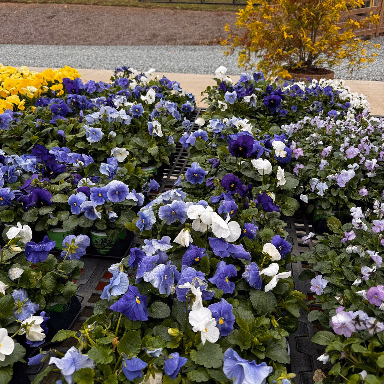 Seasonal flower planting by Cornerstone Landscaping