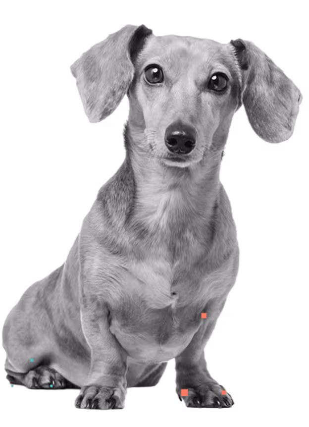 Small dachshund dog sitting and looking forward with floppy ears.