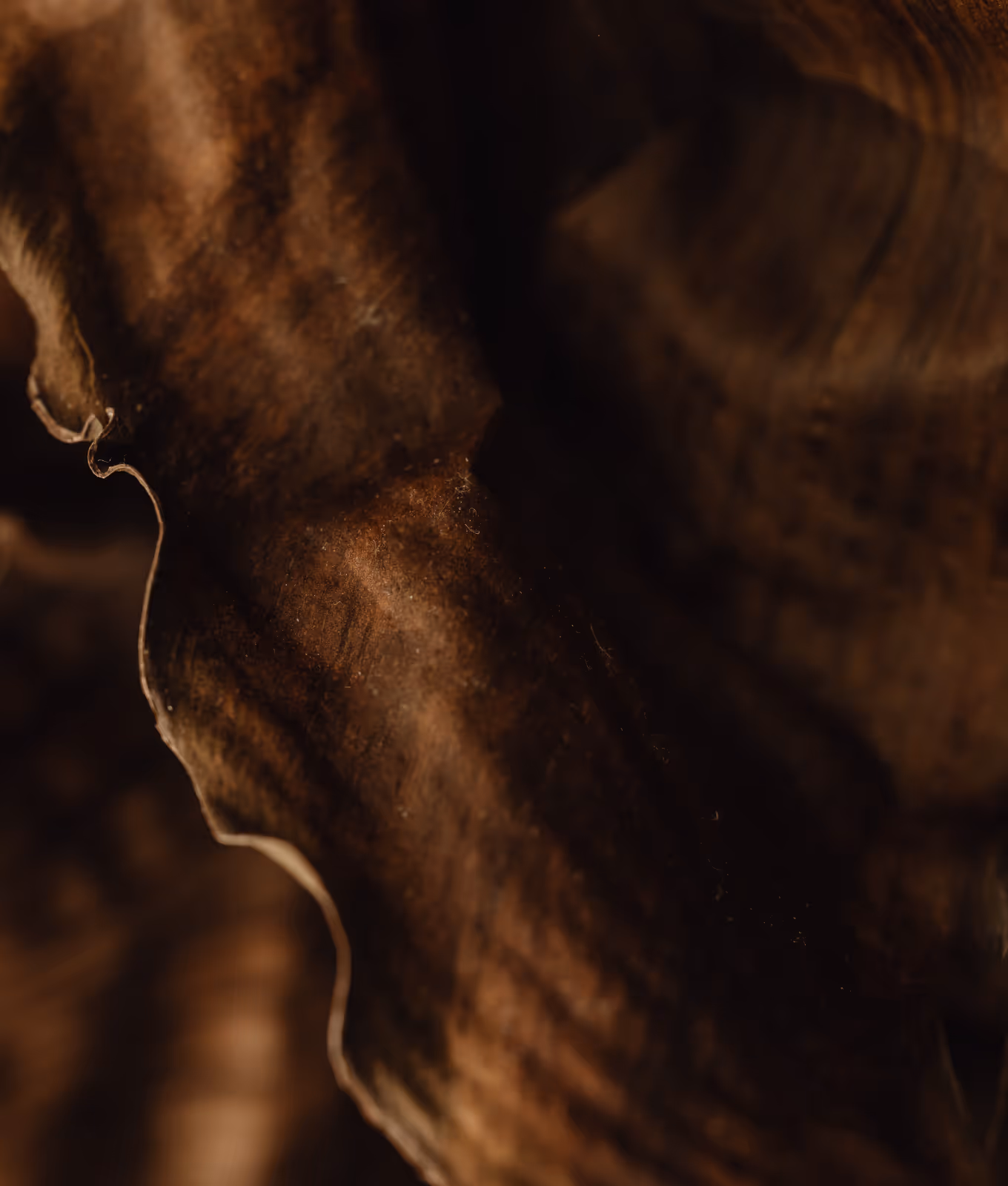 Close-up of a dark, textured dried leaf with curled edges and intricate surface details.