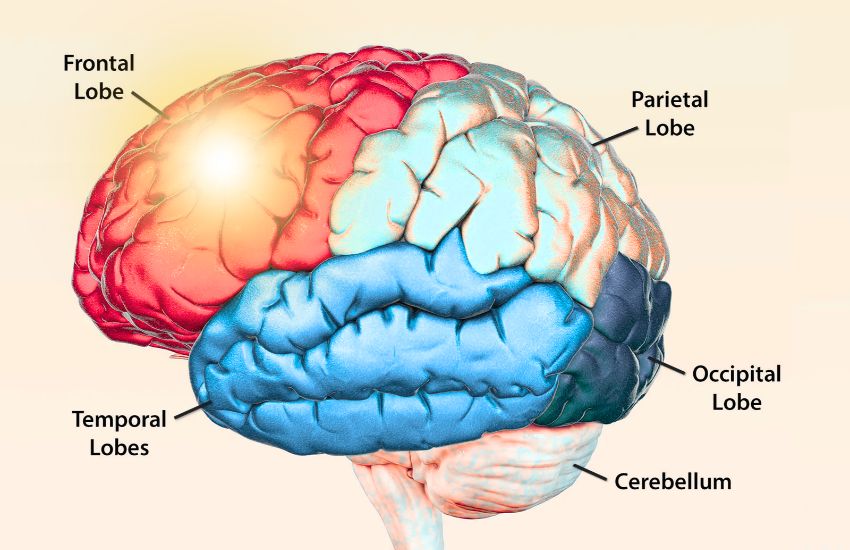 Diagram of a brain with labeled regions: frontal lobe, parietal lobe, occipital lobe, temporal lobes, and cerebellum, shown in red, blue, and gray with arrows pointing to each area