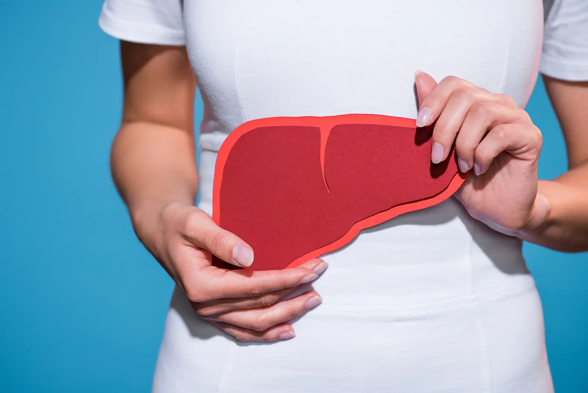 Woman's hands holding a paper cut out shaped like a liver