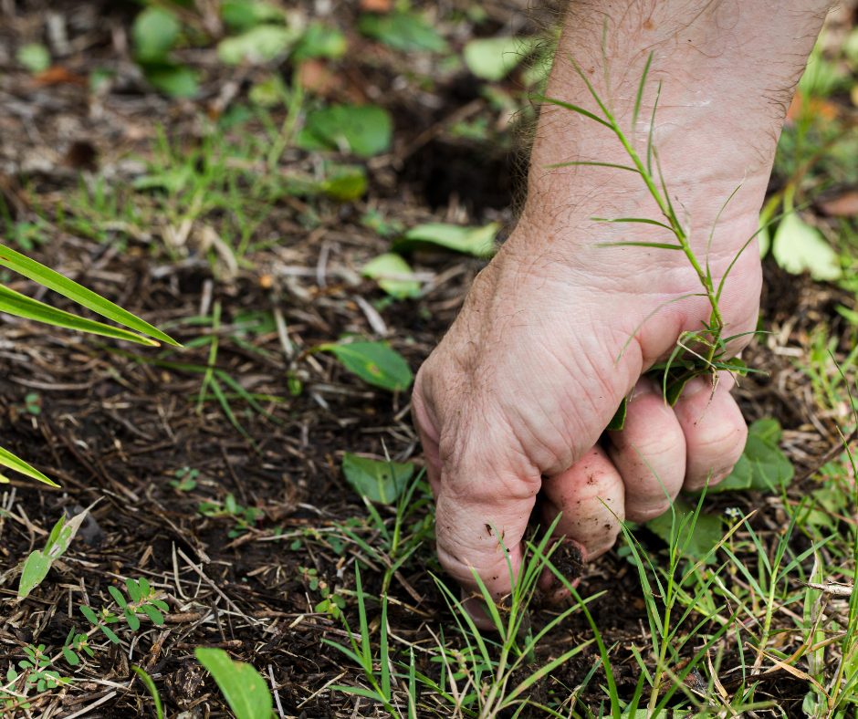 A hand pulling a weed out of a patch of ground.