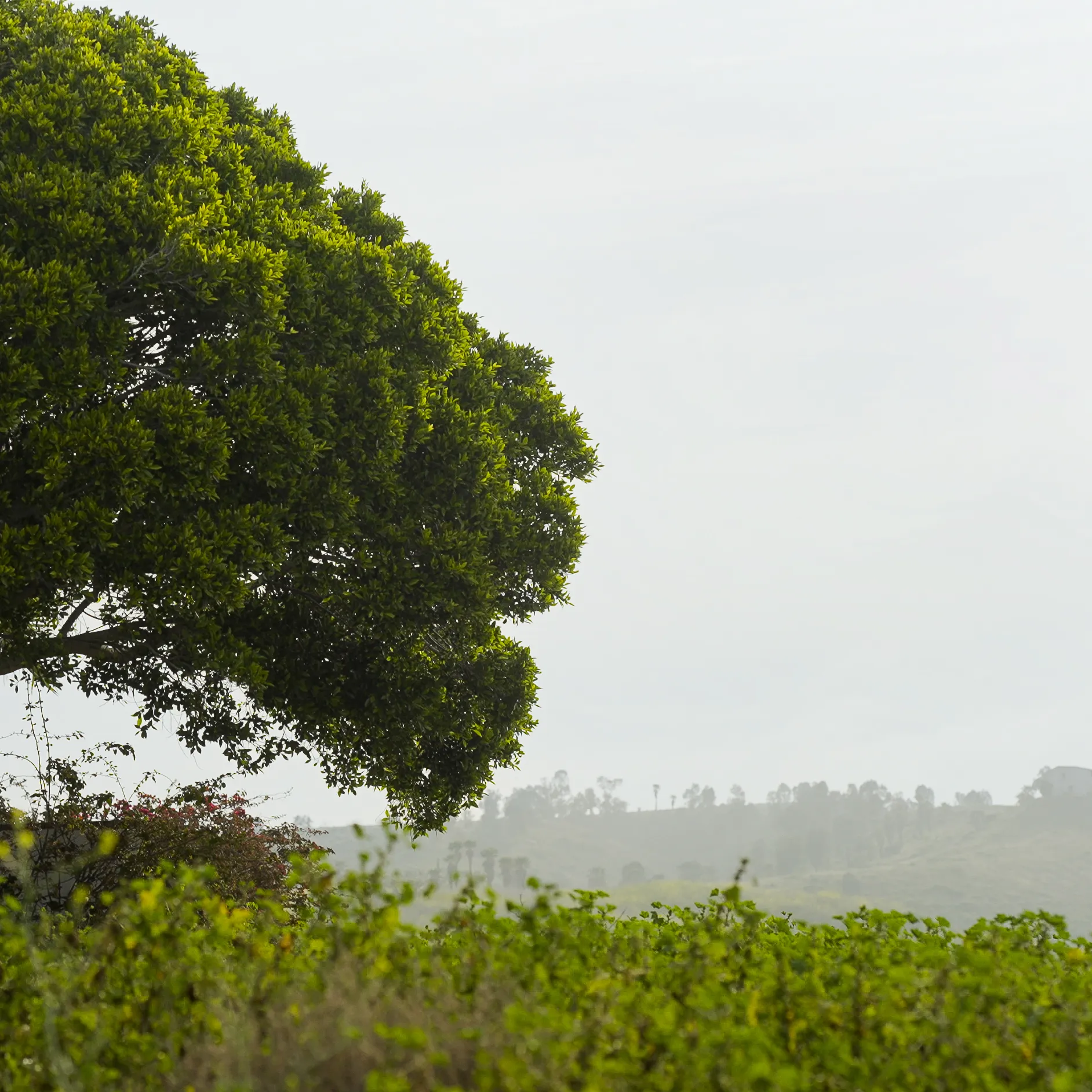 Árbol frondoso y arbustos verdes con colinas al fondo bajo cielo nublado.