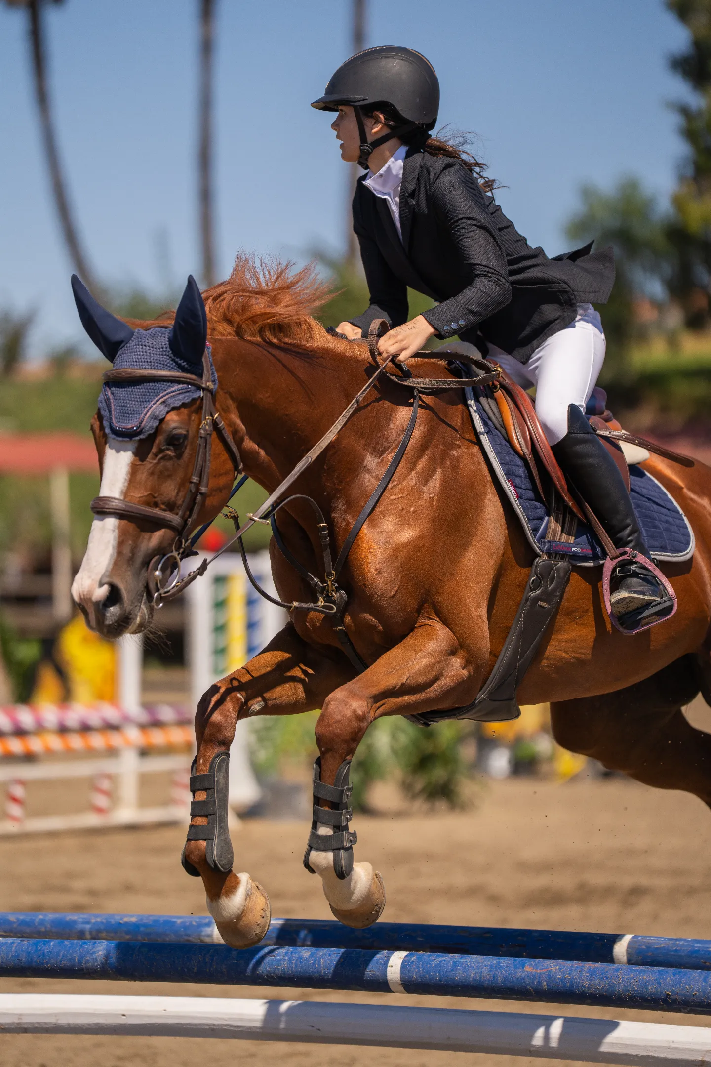 Jinete compitiendo en salto ecuestre con caballo marrón saltando un obstáculo azul.