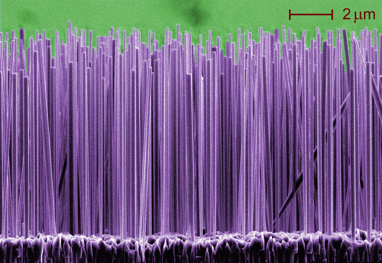 Microscopic image of densely packed vertical purple nanowires with a scale bar indicating 2 micrometres.