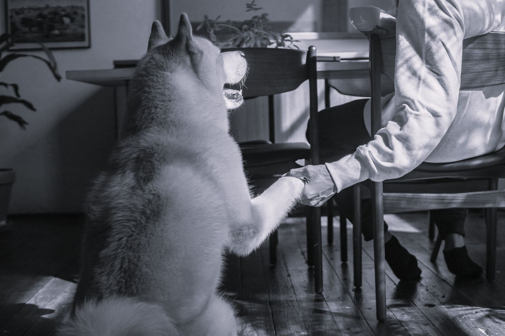 Man holding shaking his dog's hand, representing trust and preparation.