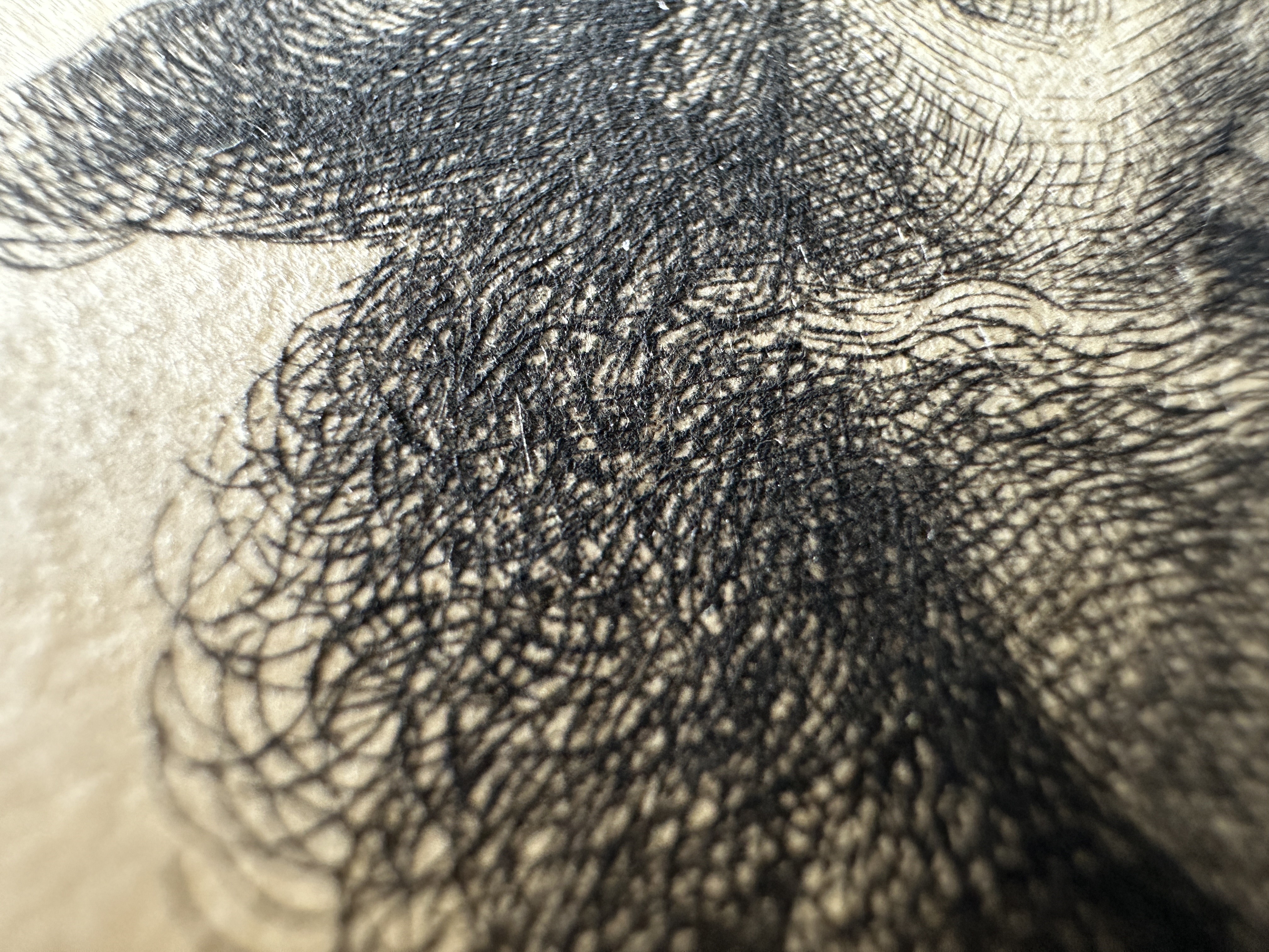 Hair, moustache and face (macro).