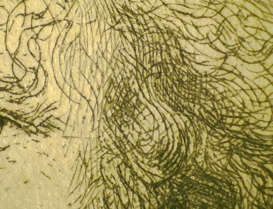 Hair — fine lines.