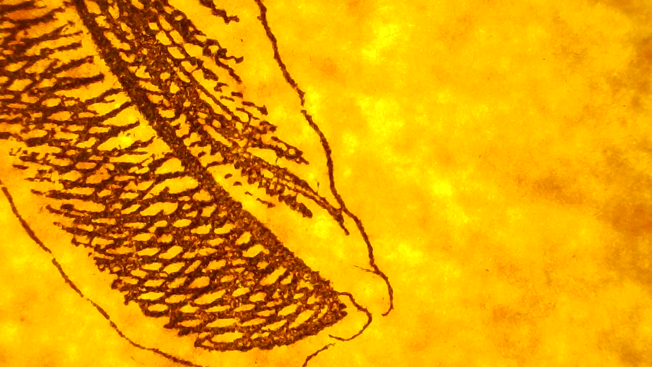 True tulip Microscopy detail.7?width=900