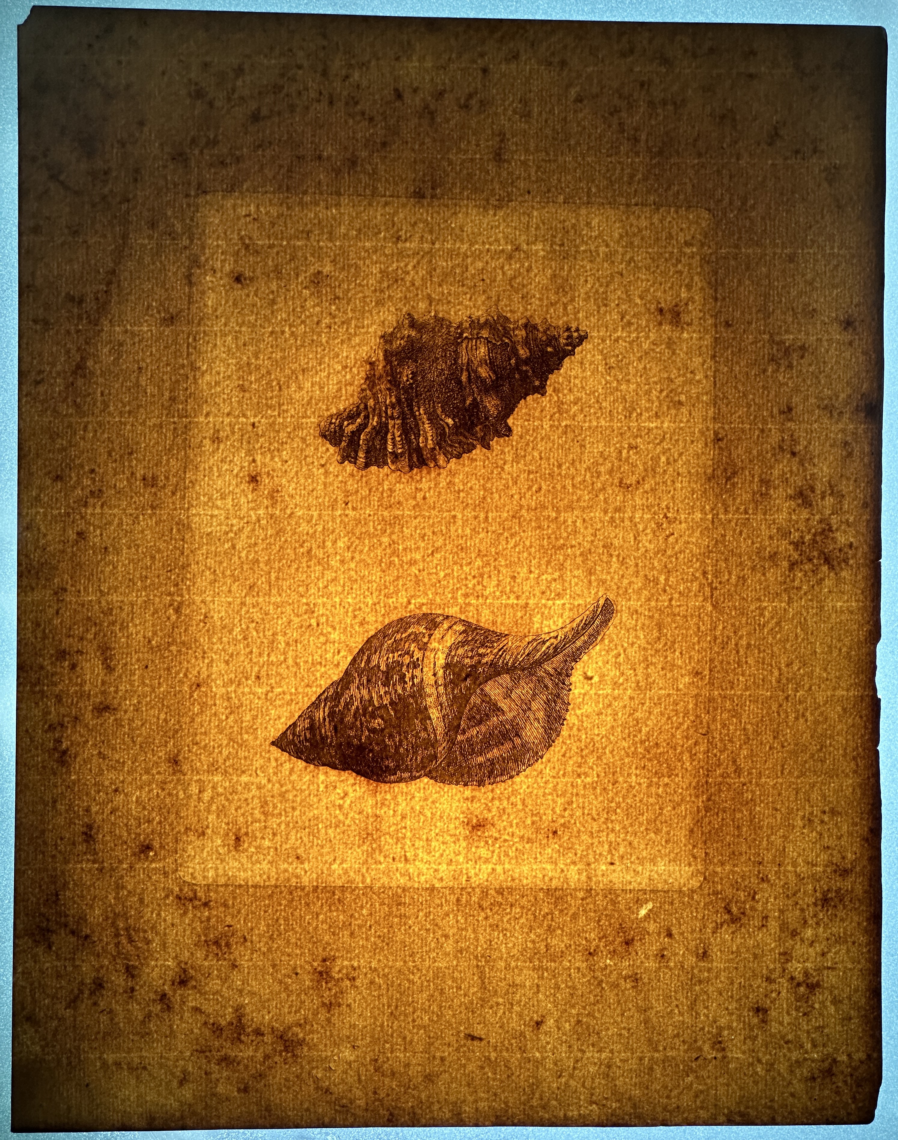 Paper — transmitted light