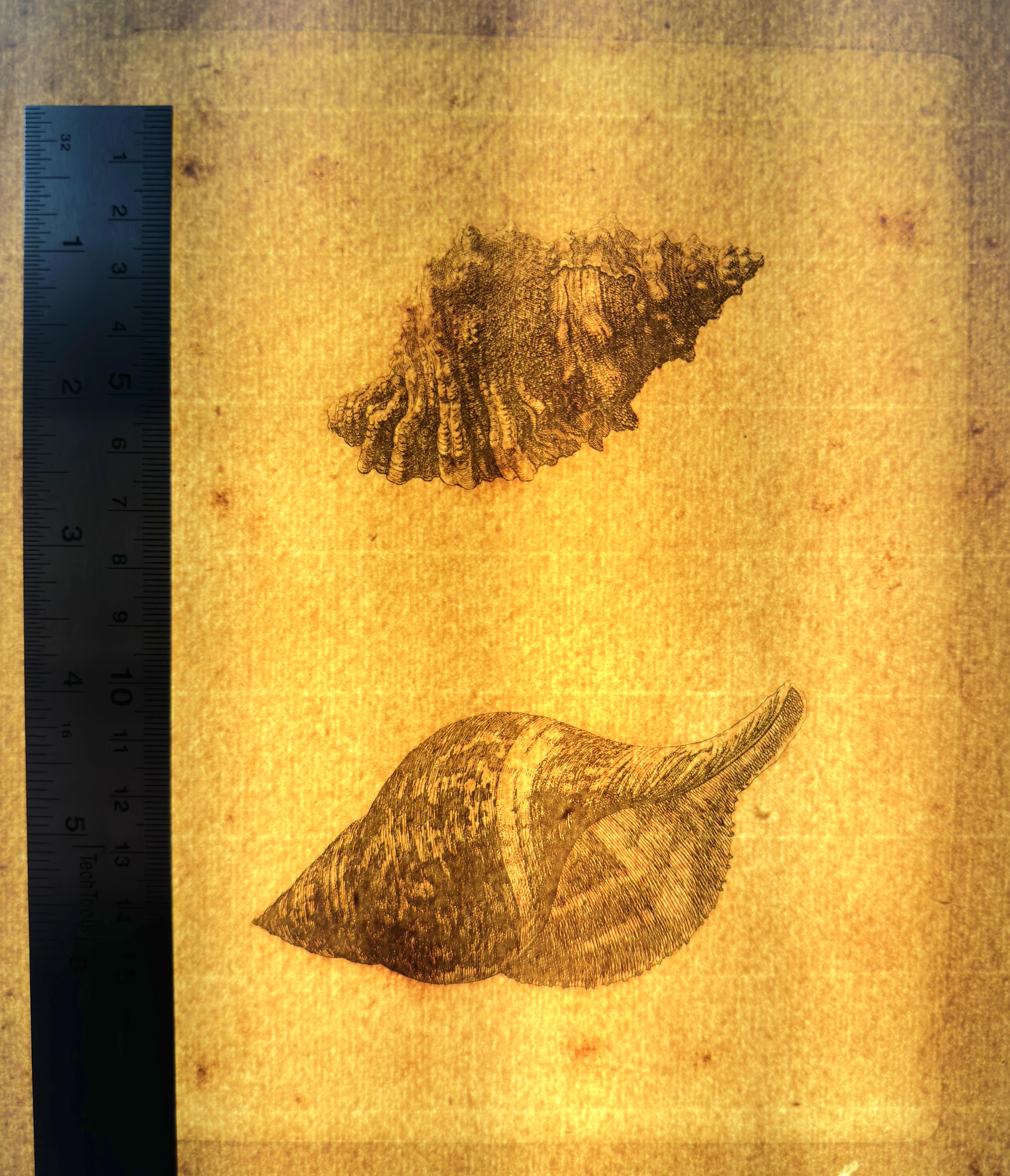 Chain lines — 25 mm spacing (measured)