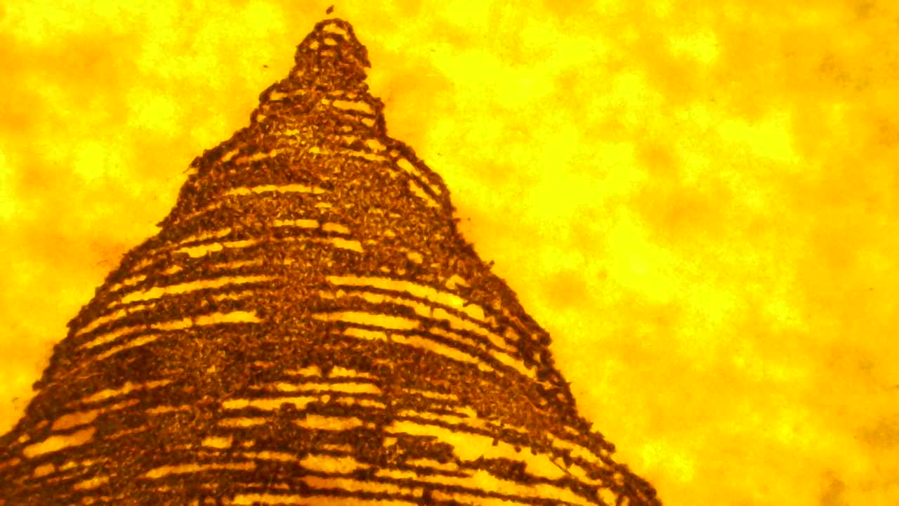 True tulip Microscopy detail.8