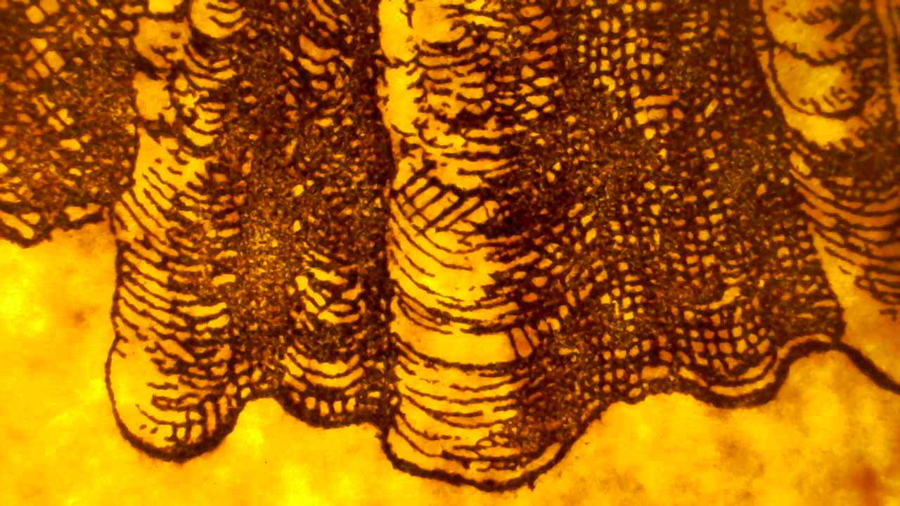 Ruddy Frog Microscopy detail.6