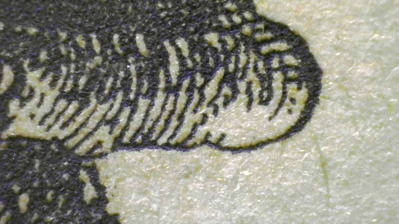 Ruddy Frog Microscopy detail.7