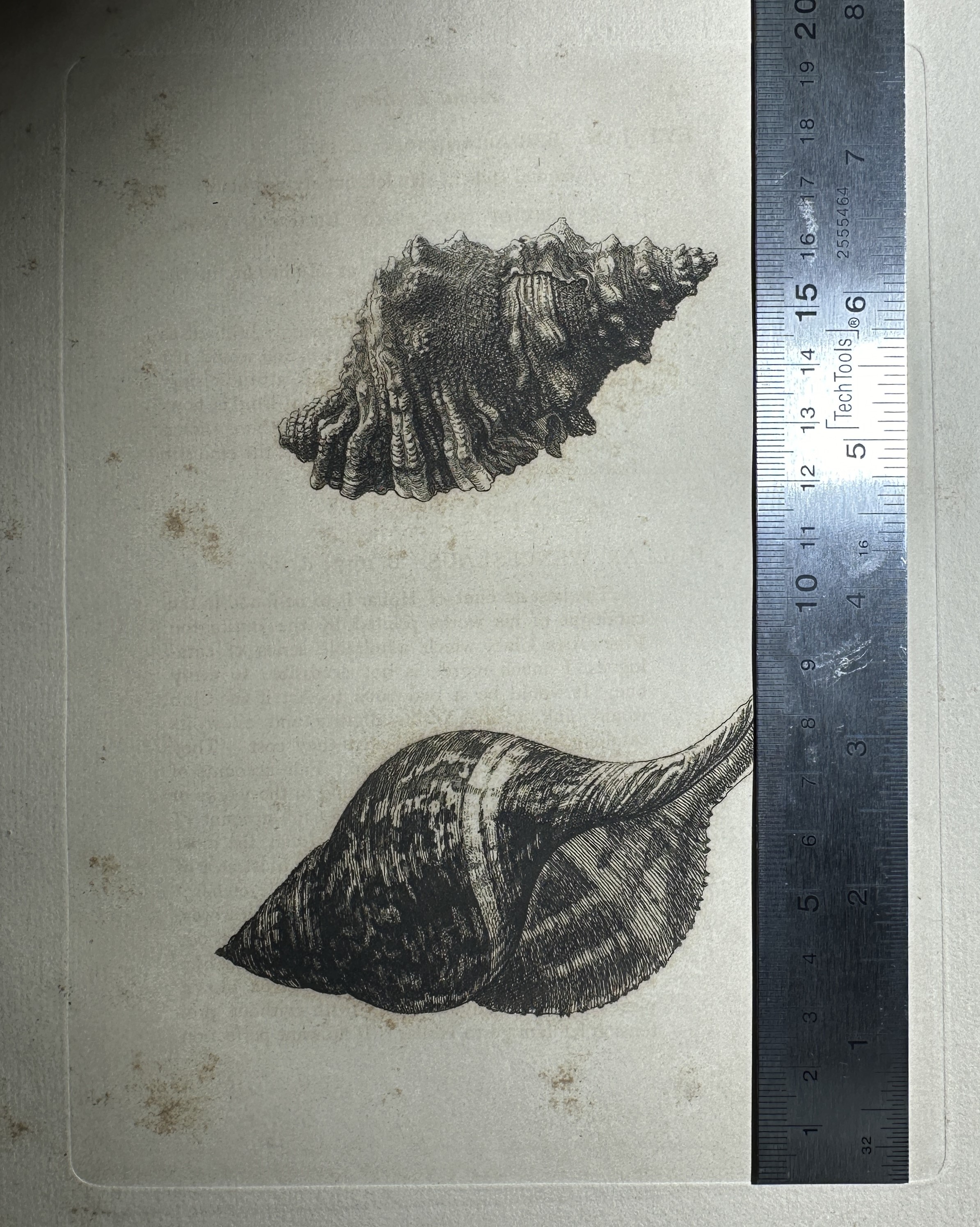 Platemark height measurement with ruler (197 mm)