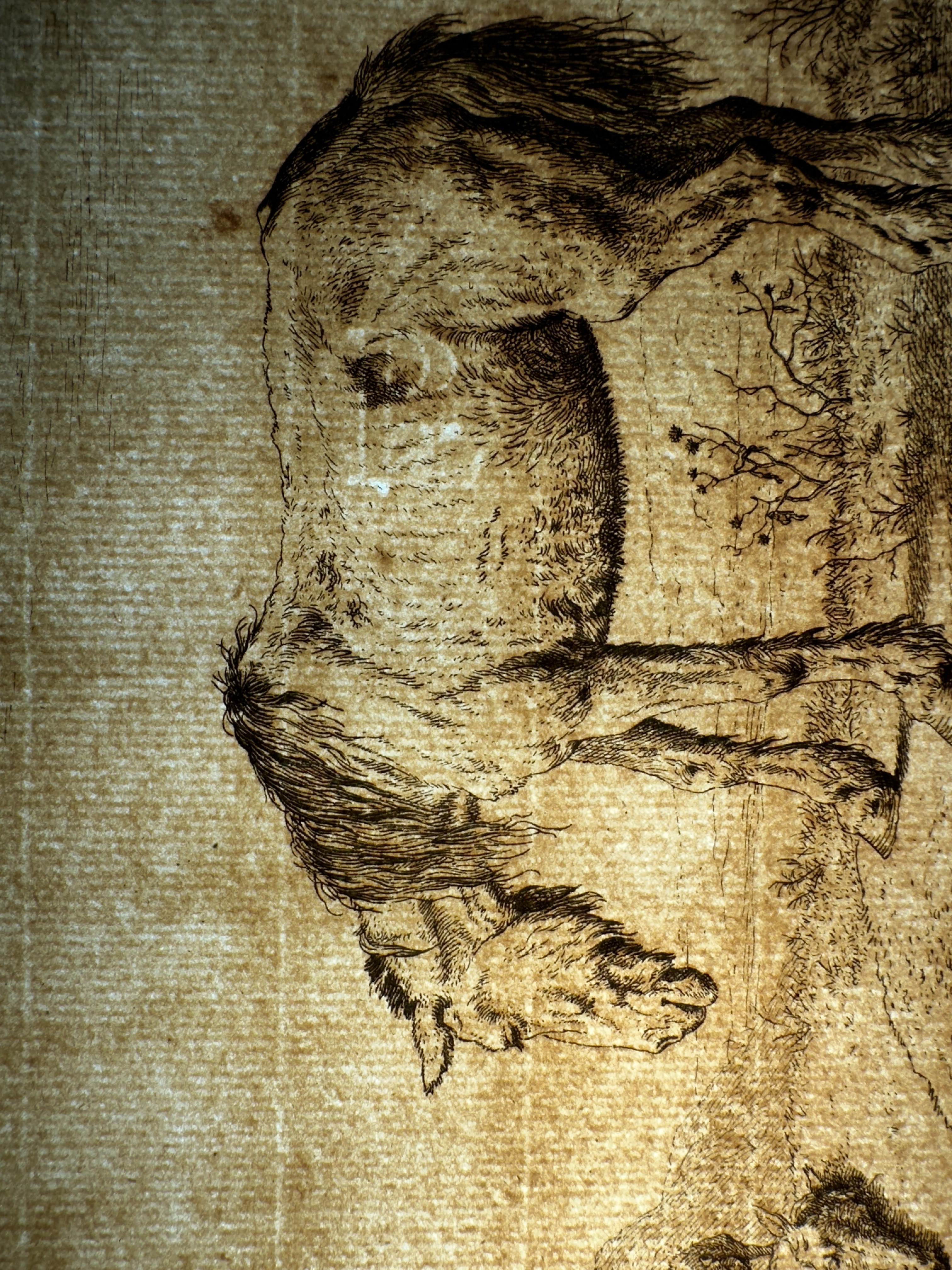 Watermark — detail (Pvl.a).