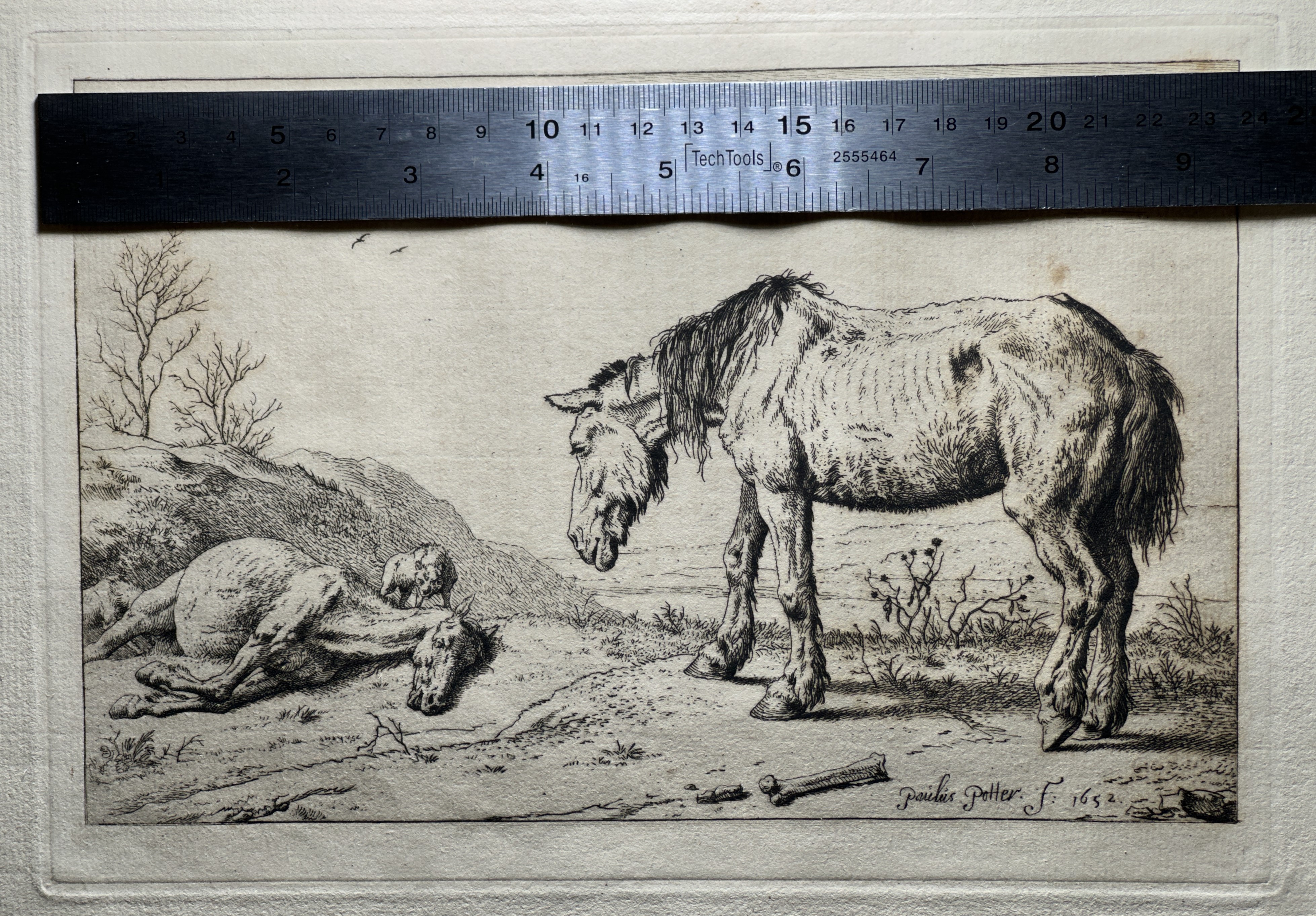 Plate width — measurement