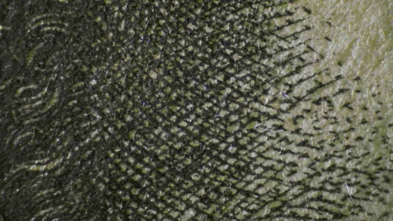 Microscopio Details fig 4