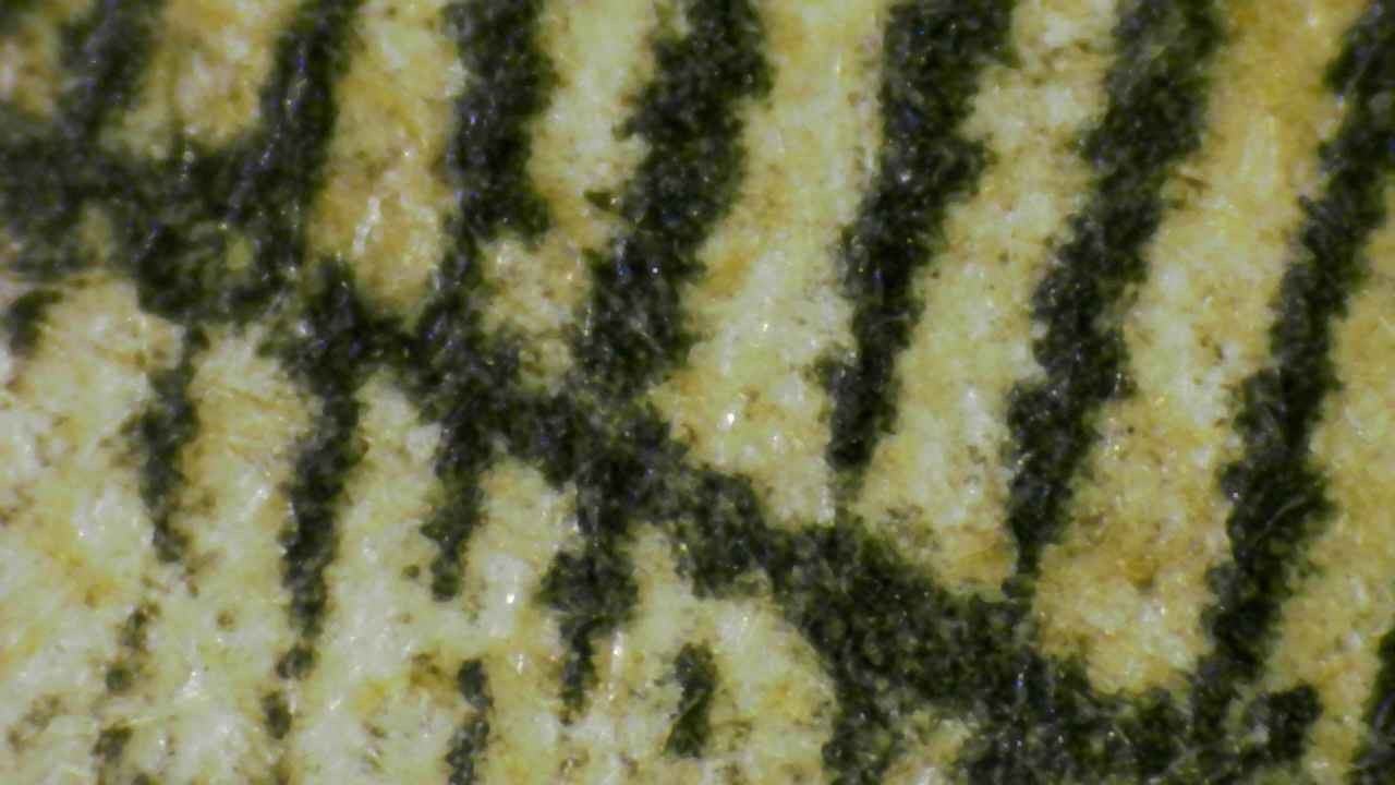 Microscopio Details fig 19