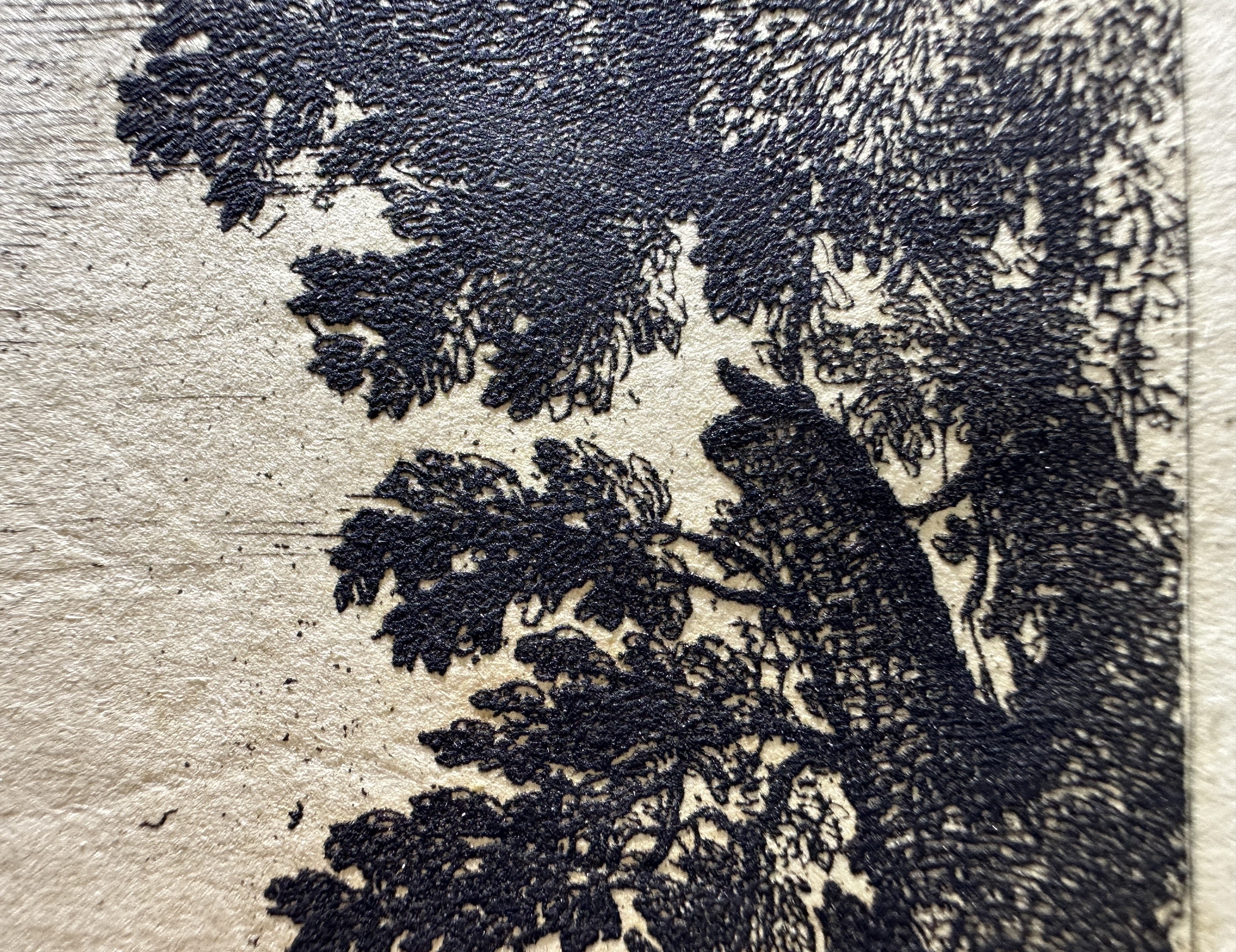 V. Arboreal hatching structure (intact engraved lines) 