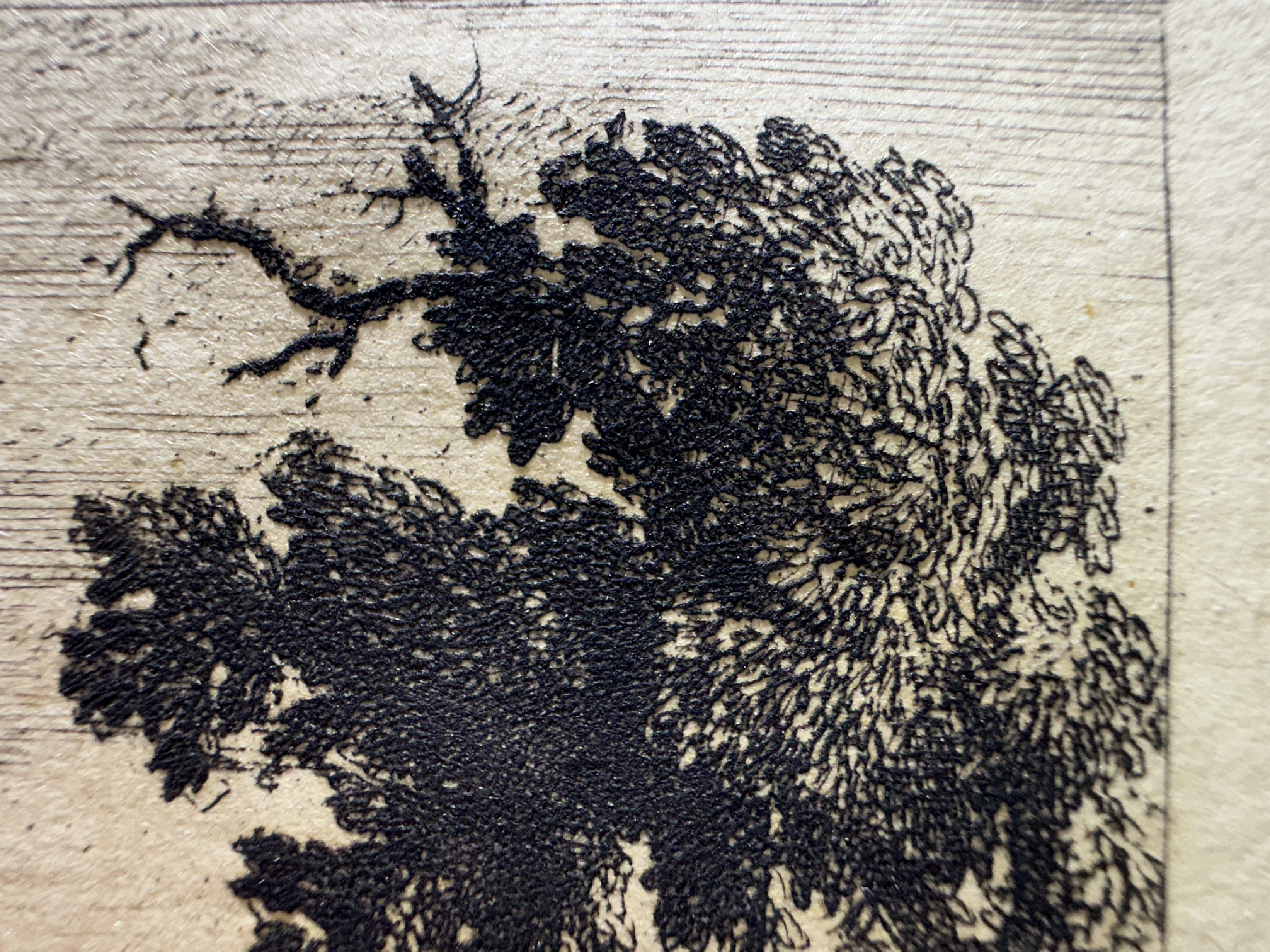 Macro Details Fig.12