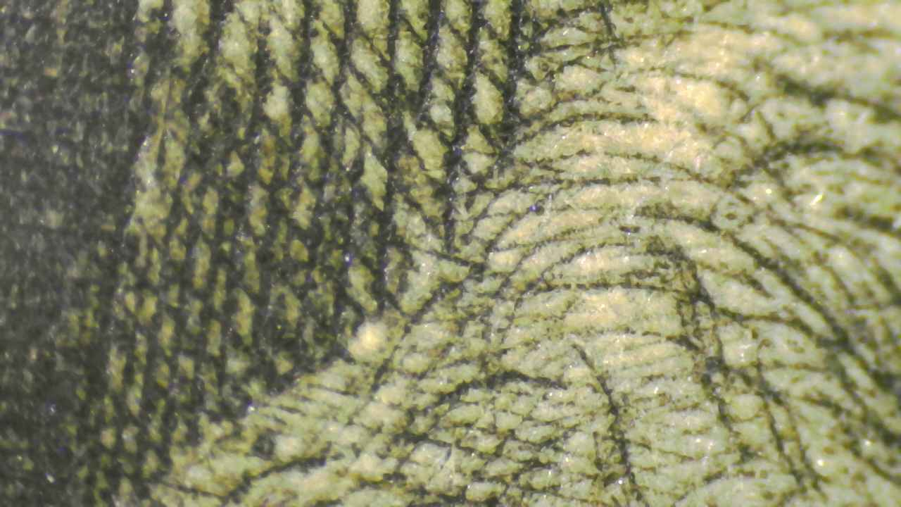 Fiber deformation and line structure.