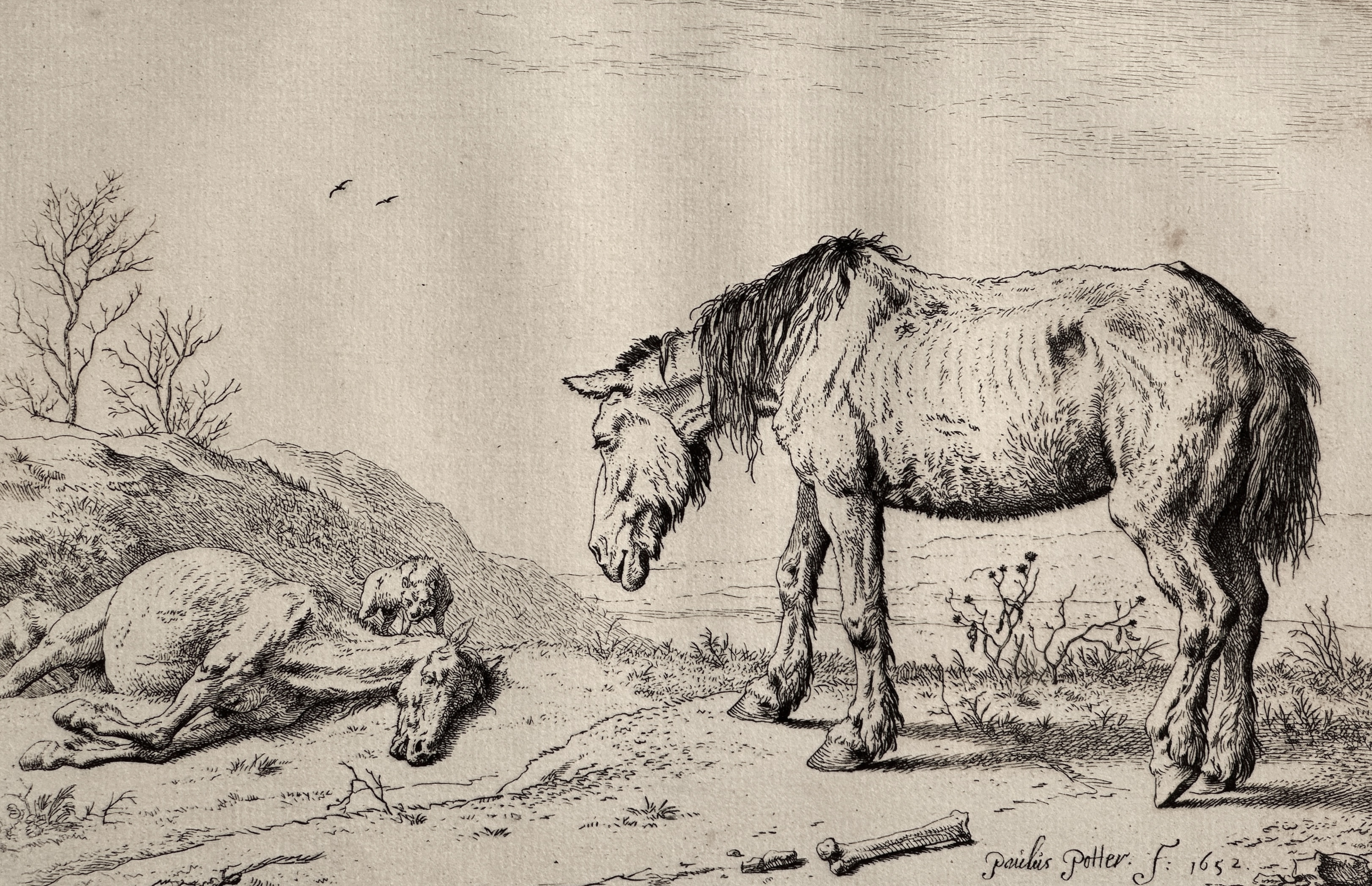 A worn-out horse and a dead horse (1652) — Paulus Potter