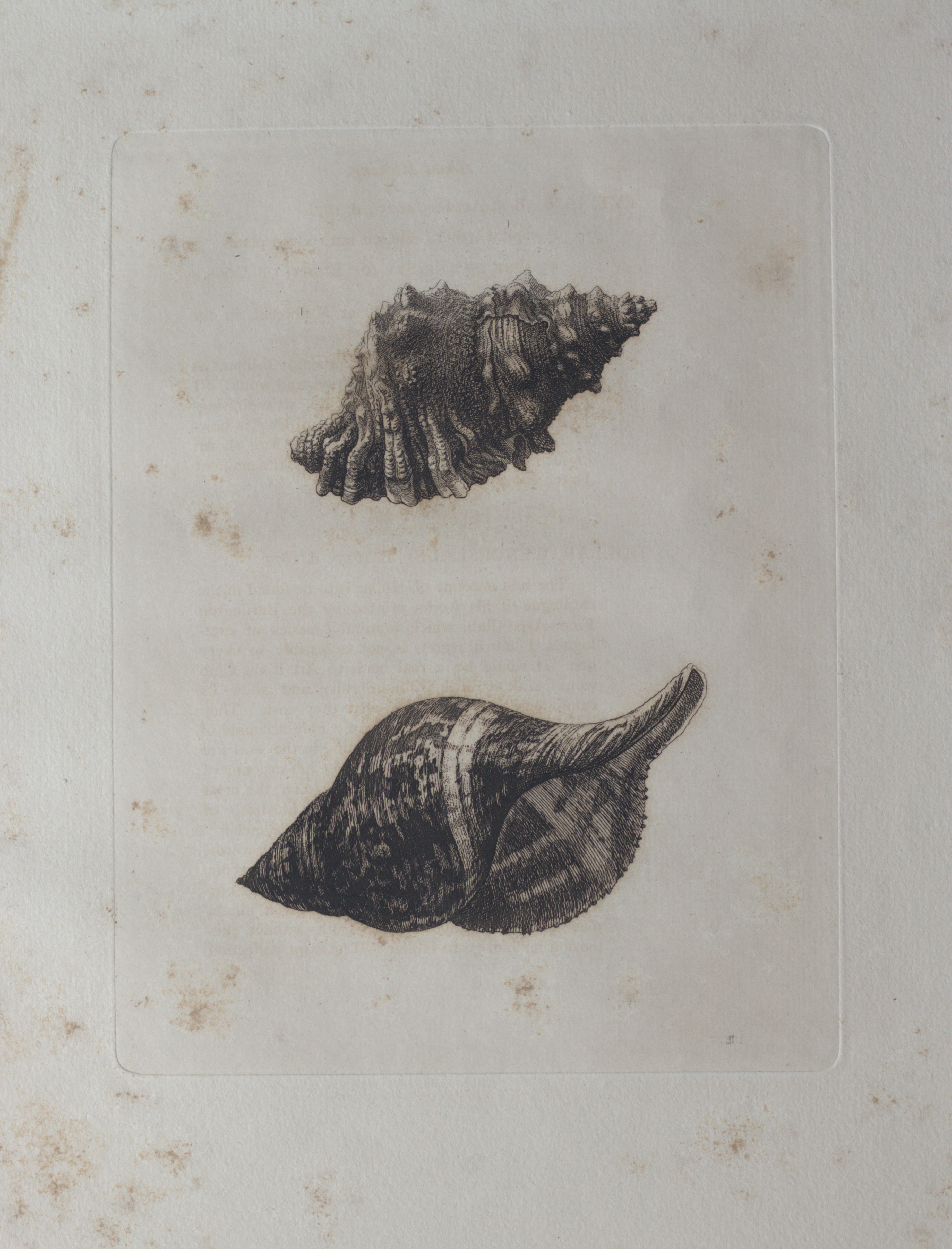Full view of the print