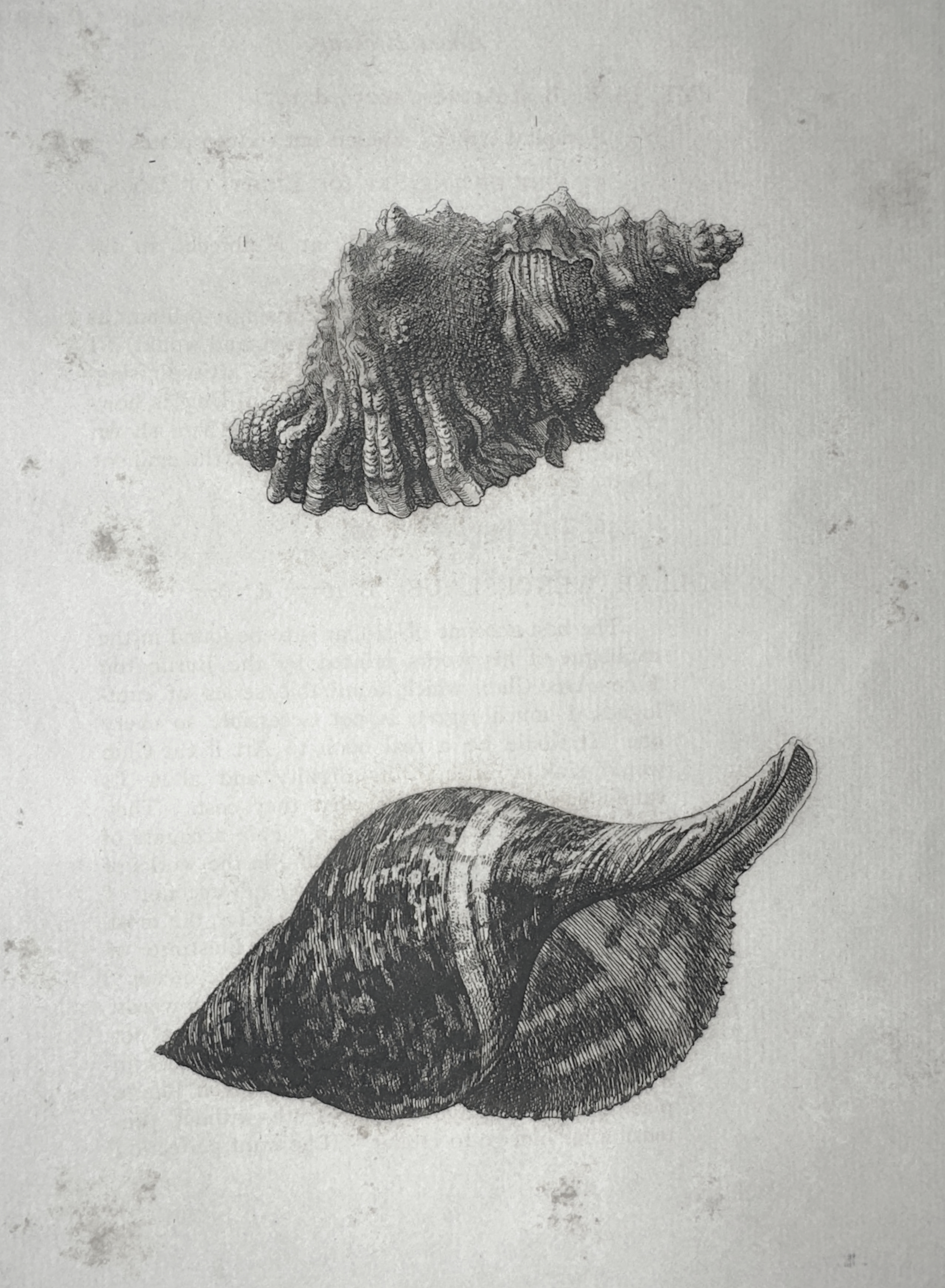 Two Shells (Double Conch Composition) – Wenceslaus Hollar