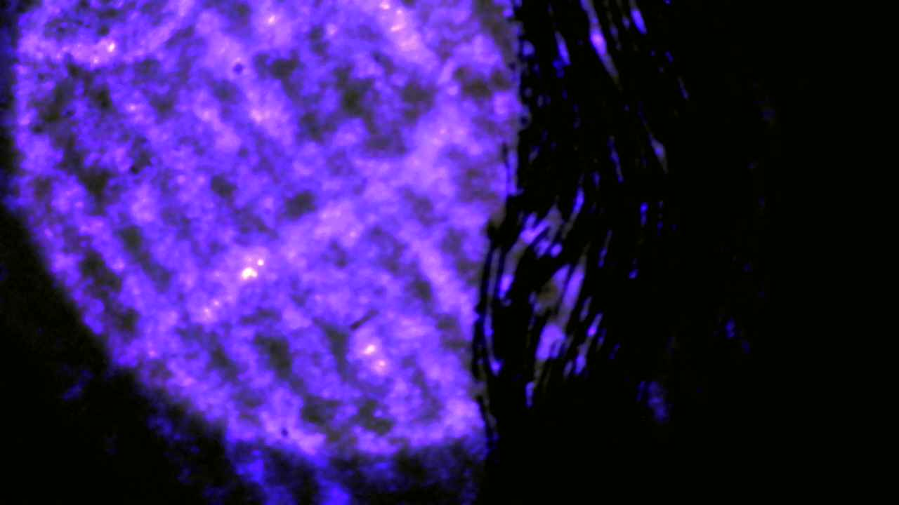 Paper fibers under ultraviolet illumination