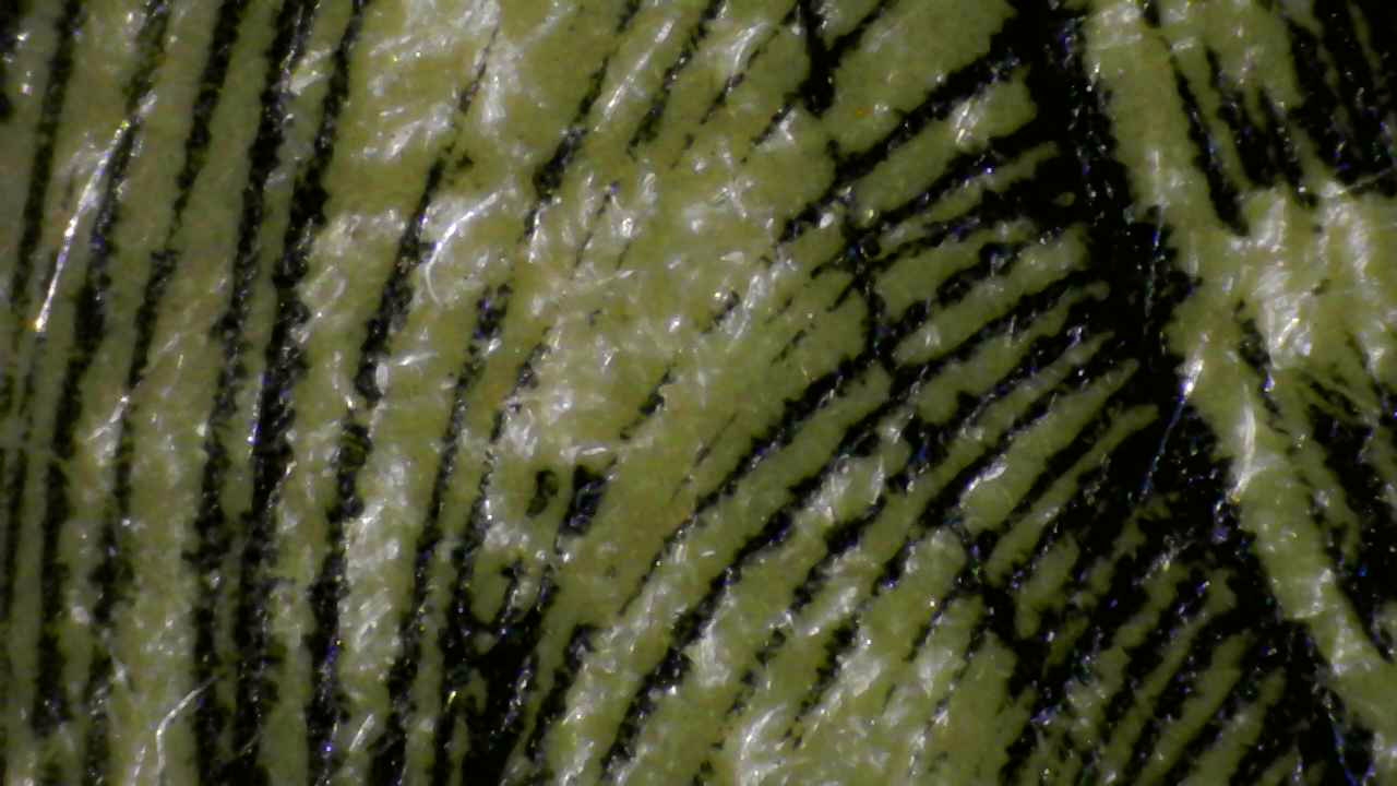 Fig.2 — Microscopic fiber disturbance within printed line