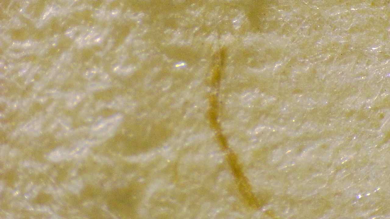 Paper fibers (laid paper structure)