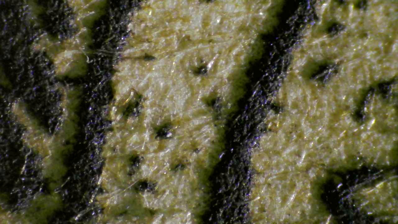 Micro — Tree trunk detail