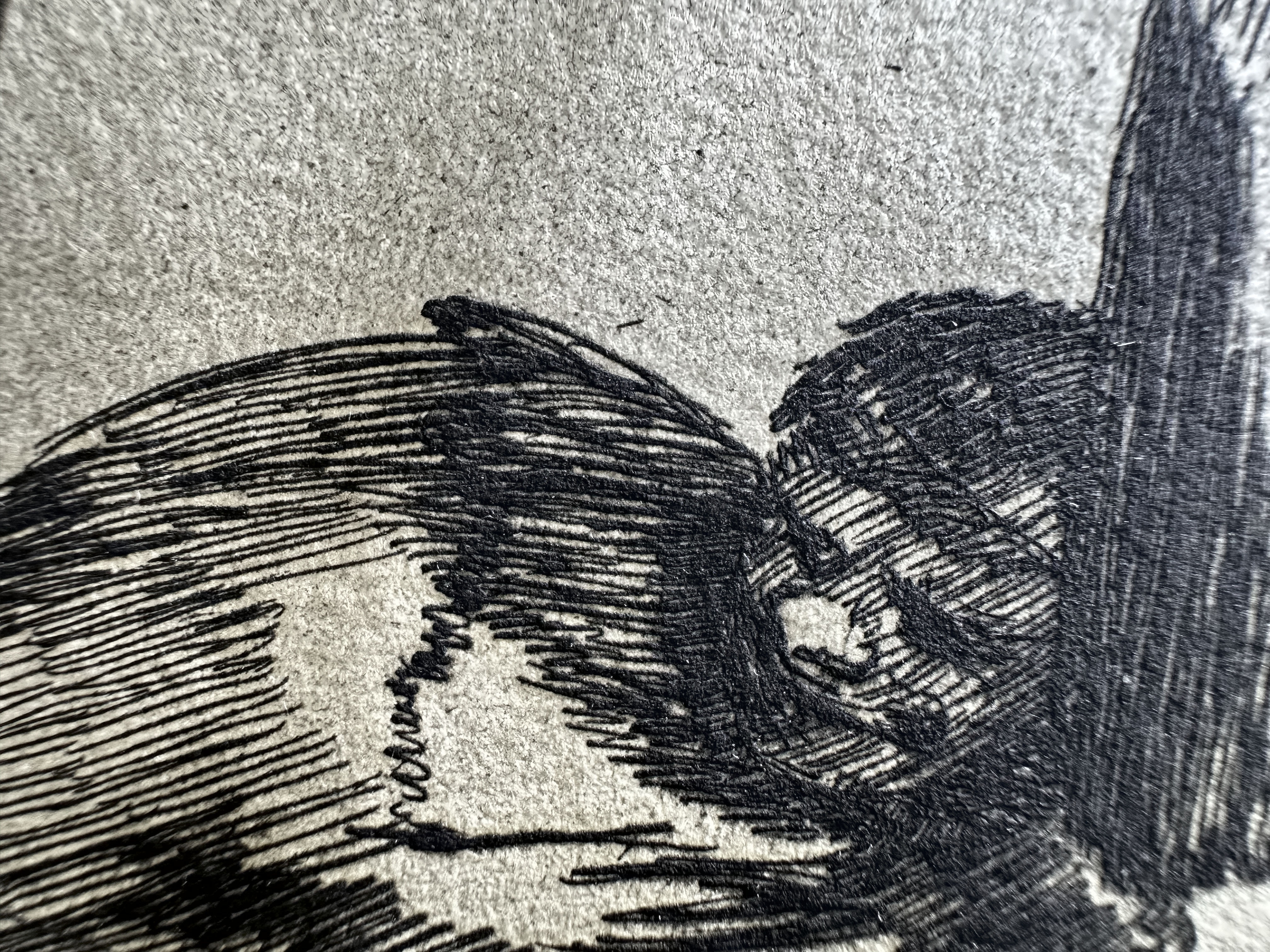 Plate 14 — Macro 3