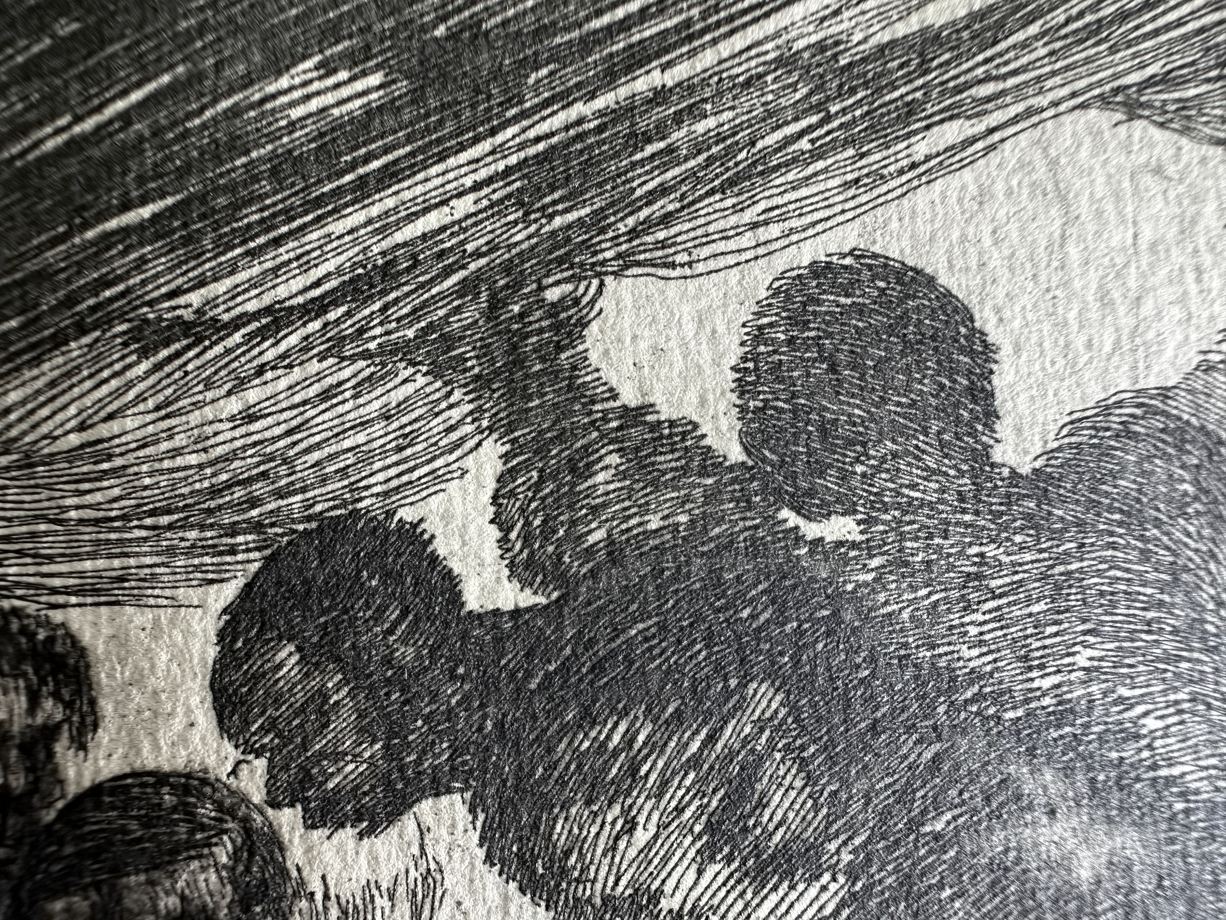Plate 15 — Macro 2