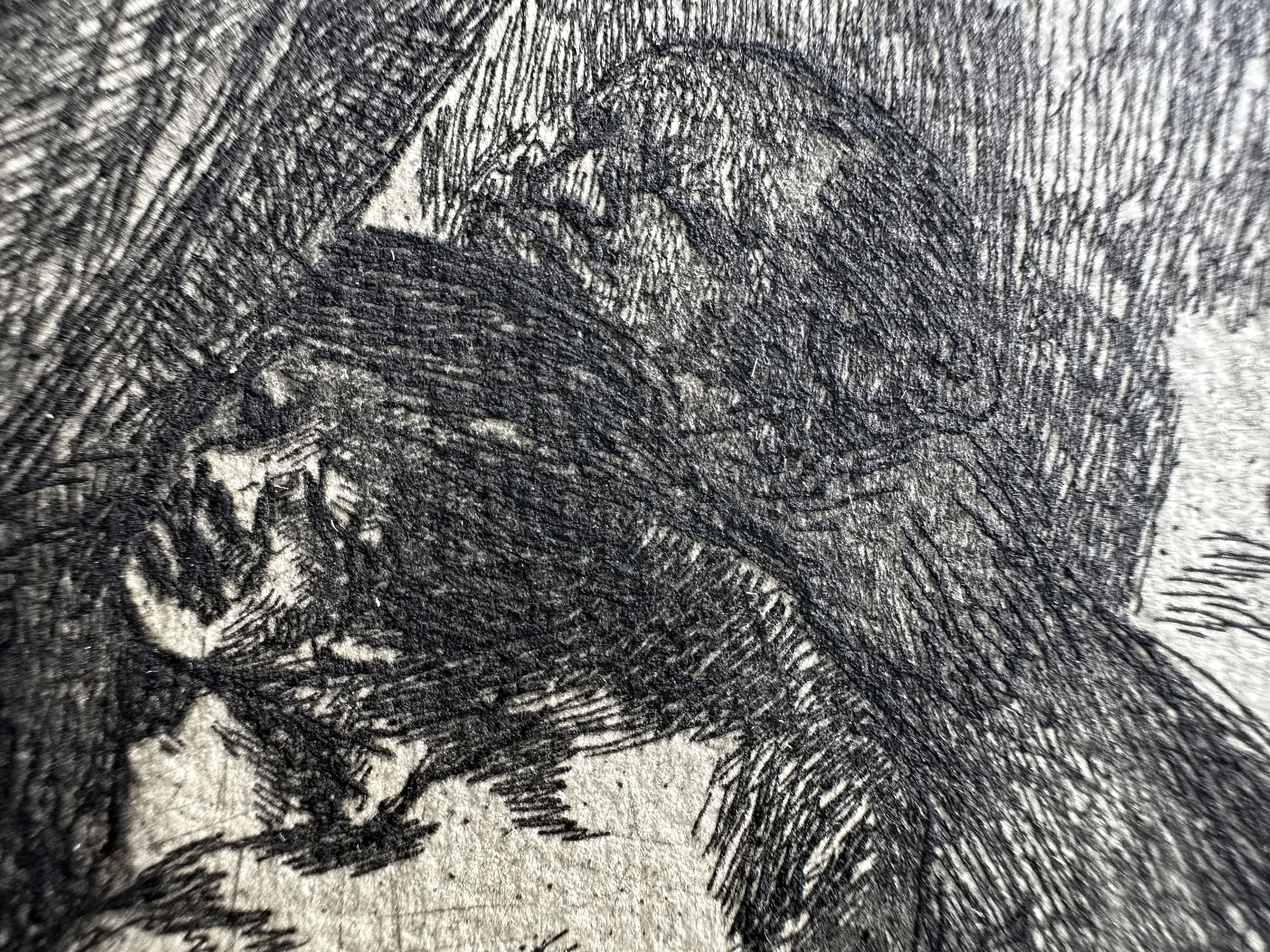 Plate 15 — Macro 3