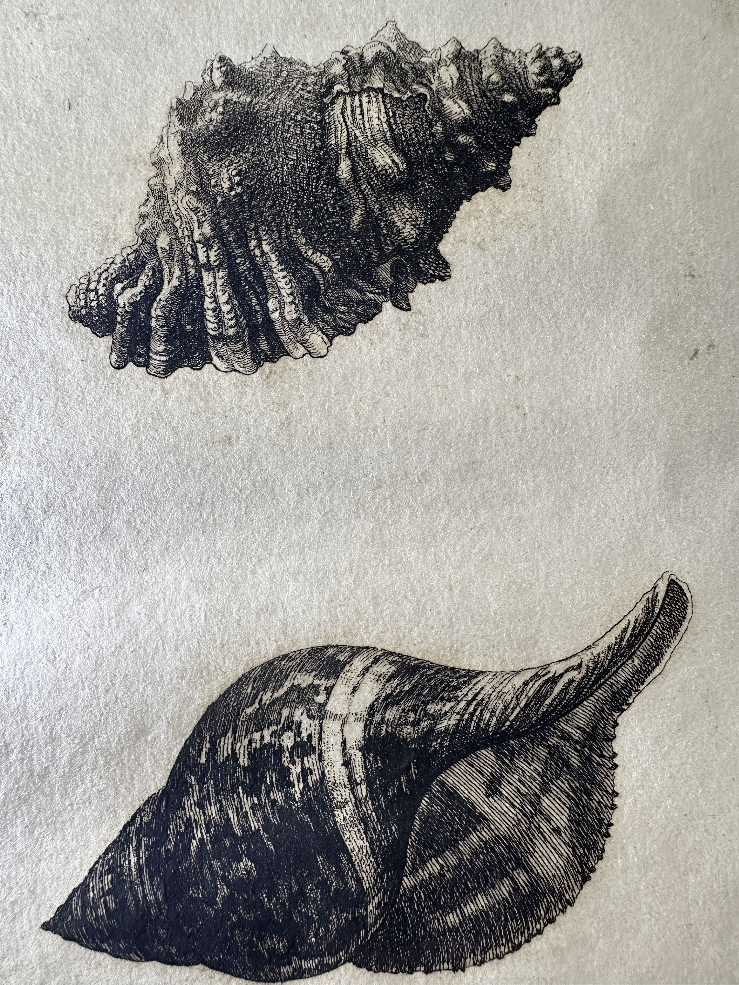 Hollar Shells — combined impression (overview or key detail)
