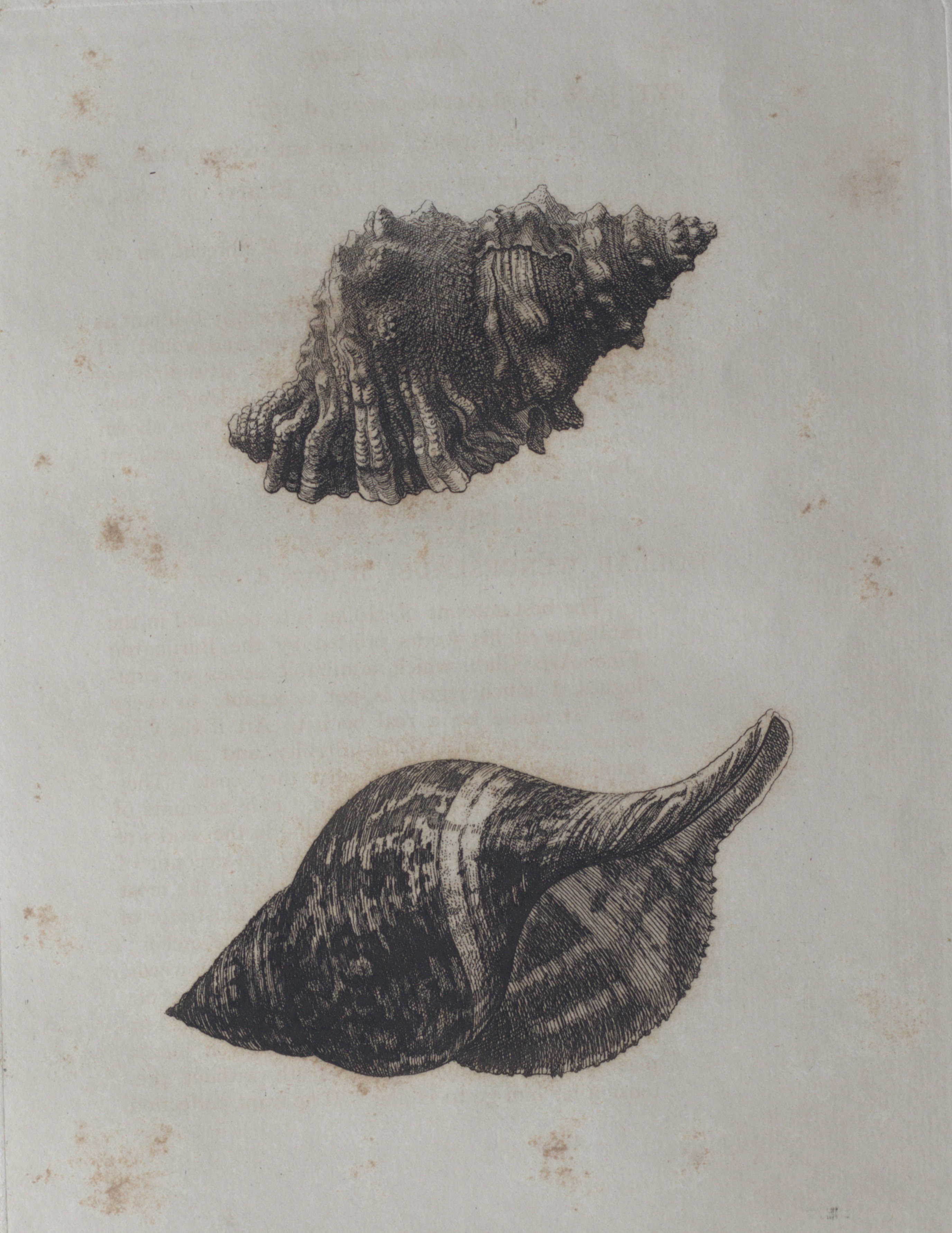 Two Shells (Double Conch Composition) – Wenceslaus Hollar