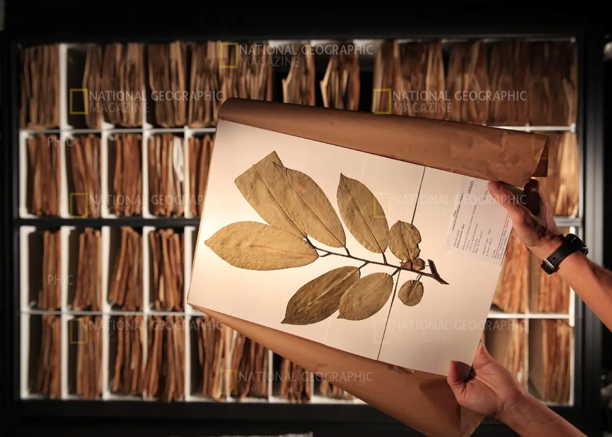 Two hands holding a preserved herbarium sheet with dried leaves in front of shelves of similar sheets.