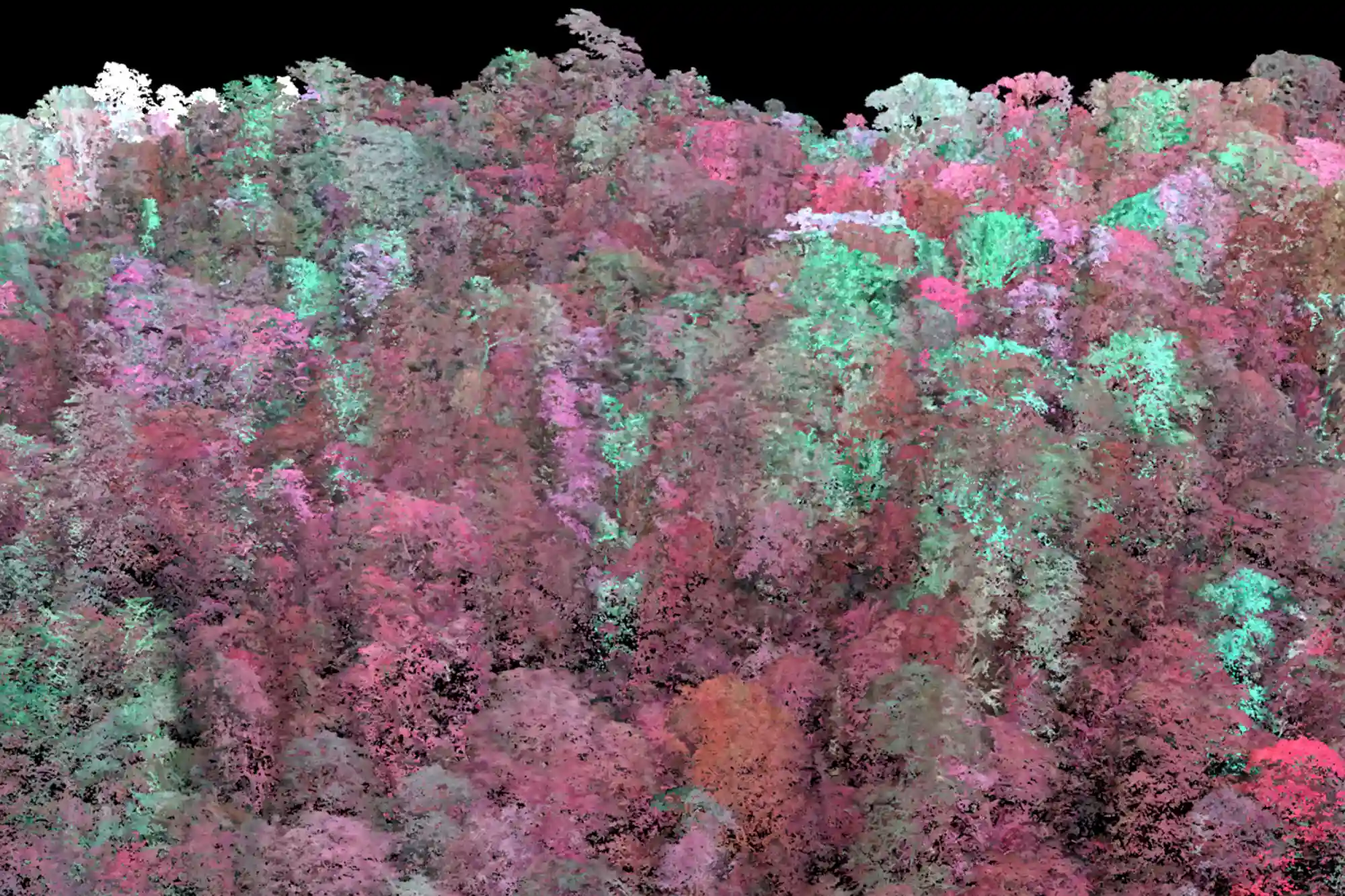 Dense forest canopy shown in pink, green, and white fluorescence on a black background.