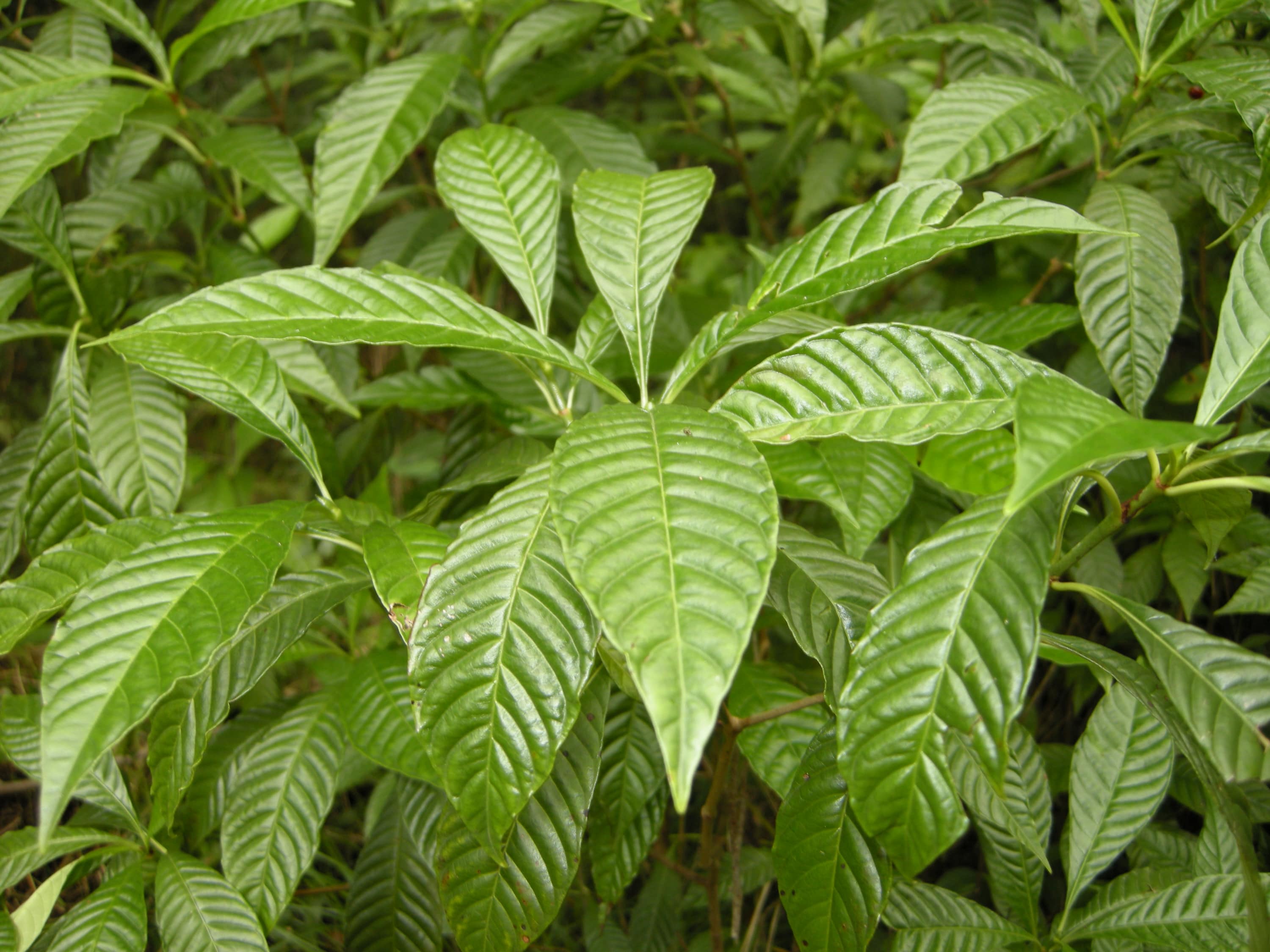 Close-up of green, elongated leaves with pronounced veins on a dense plant cluster.